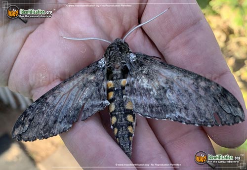 Thumbnail image #5 of the Tobacco-Hornworm-Moth