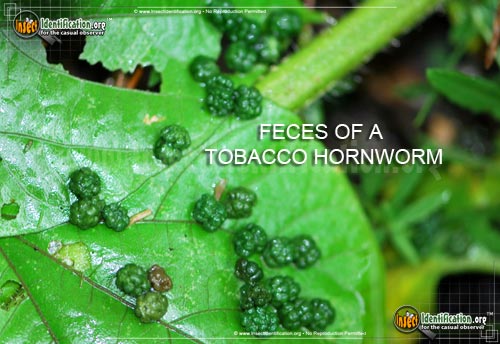 Thumbnail image #8 of the Tobacco-Hornworm-Moth