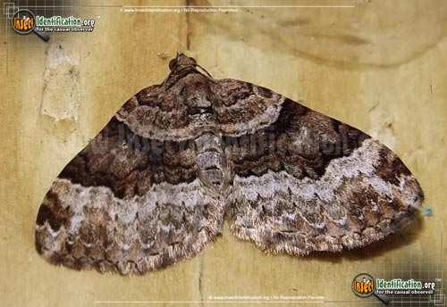 Thumbnail image of the Toothed-Brown-Carpet-Moth