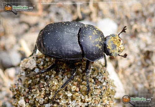 Thumbnail image of the Tumblebug-Dung-Beetle-imitator