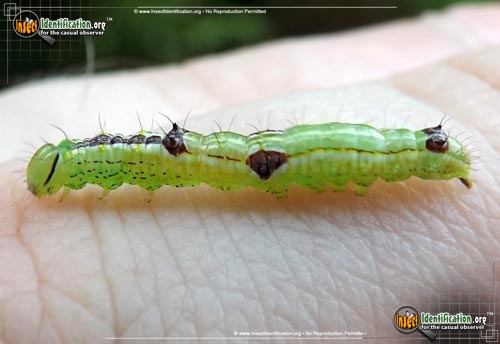 Thumbnail image of the Variable-Oakleaf-Caterpillar-Moth