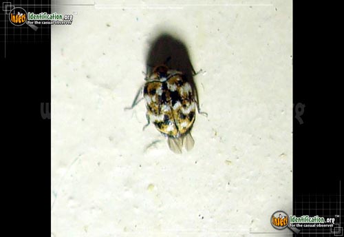 Thumbnail image #3 of the Varied-Carpet-Beetle
