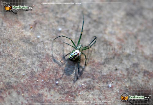 Thumbnail image #10 of the Venusta-Orchard-Spider