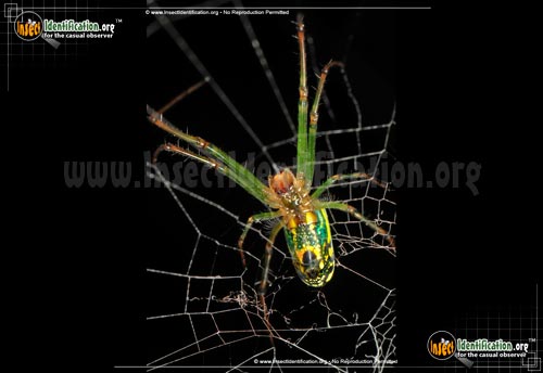 Thumbnail image #4 of the Venusta-Orchard-Spider