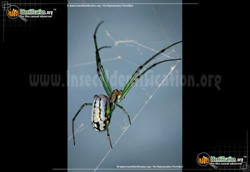 Thumbnail image of the Venusta-Orchard-Spider