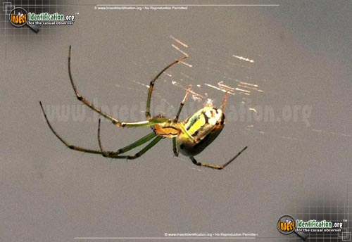 Thumbnail image #7 of the Venusta-Orchard-Spider