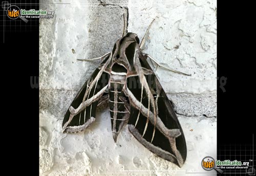 Thumbnail image of the Vine-Sphinx-Moth