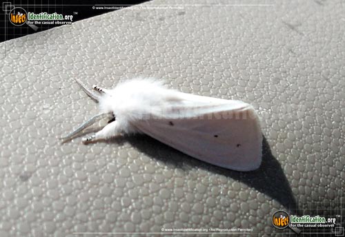 Thumbnail image #3 of the Virginian-Tiger-Moth