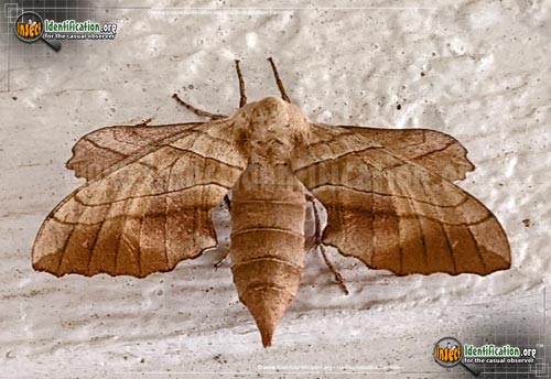 Thumbnail image #6 of the Walnut-Sphinx-Moth