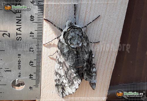 Thumbnail image #2 of the Waved-Sphinx-Moth