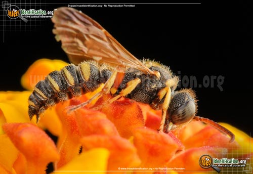 Thumbnail image #5 of the Weevil-Wasp