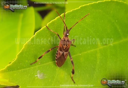 Thumbnail image #11 of the Western-Conifer-Seed-Bug