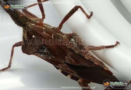 Thumbnail image #8 of the Western-Conifer-Seed-Bug