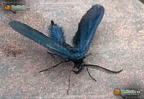 Thumbnail image #2 of the Western-Grapeleaf-Skeletonizer-Moth