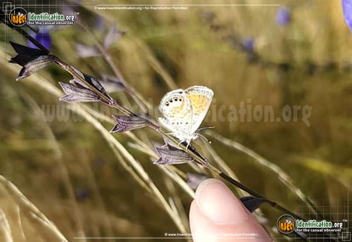 Thumbnail image #11 of the Western-Pygmy-Blue-Butterfly