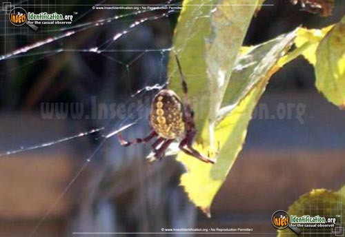 Thumbnail image #4 of the Western-Spotted-Orb-Weaver