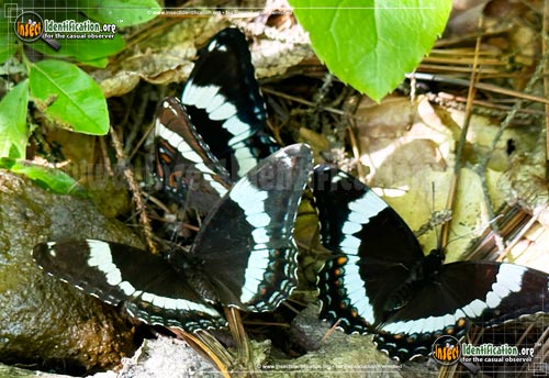 Thumbnail image #3 of the White-Admiral-Butterfly