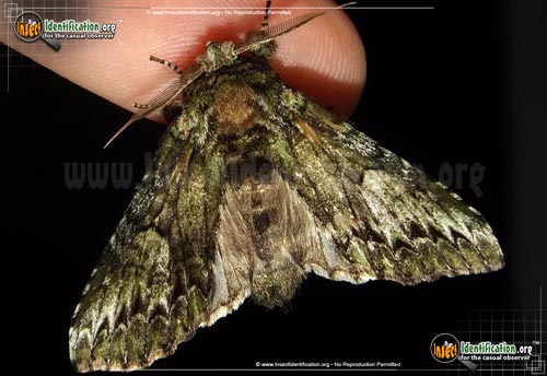 Thumbnail image of the White-Blotched-Heterocampa-Moth