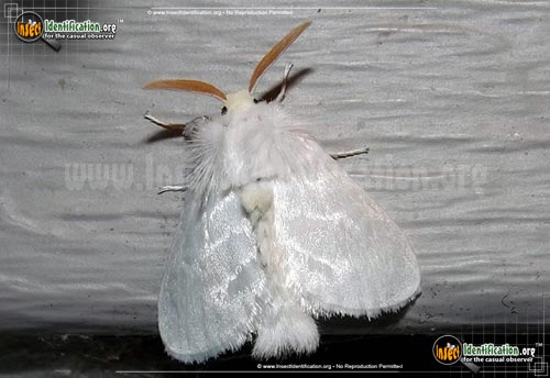 Thumbnail image of the White-Flannel-Moth