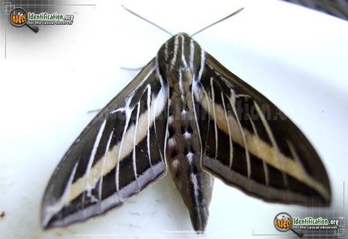 Thumbnail image #4 of the White-lined-Sphinx-Moth