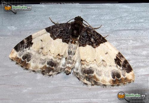 Thumbnail image of the White-Ribboned-Carpet-Moth