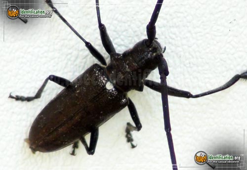 Thumbnail image #2 of the White-Spotted-Sawyer-Beetle