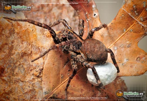 Thumbnail image #9 of the Wolf-Spider