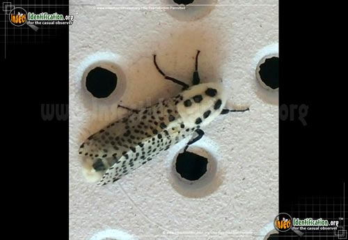 Thumbnail image #2 of the Wood-Leopard-Moth