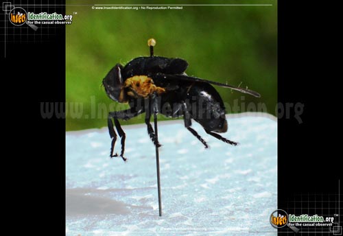 Thumbnail image of the Woodrat-Bot-Fly