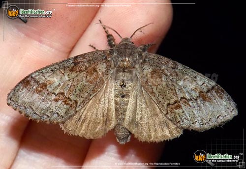 Thumbnail image of the Yellow-Based-Tussock-Moth