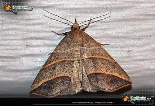 Thumbnail image of the Yellow-Lined-Owlet-Moth