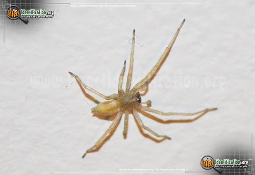 Thumbnail image of the Yellow-Sac-Spider