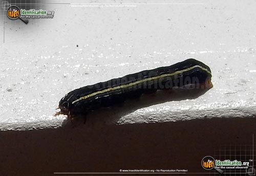 Thumbnail image #4 of the Yellow-Striped-Armyworm-Moth