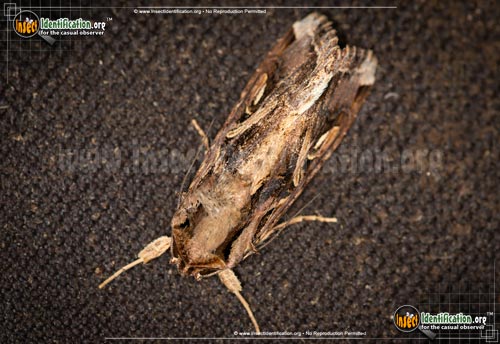 Thumbnail image #5 of the Yellow-Striped-Armyworm-Moth
