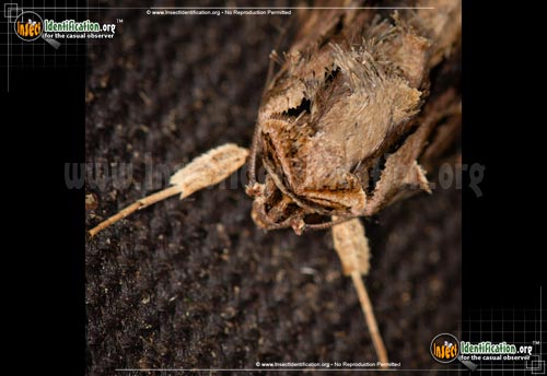 Thumbnail image #7 of the Yellow-Striped-Armyworm-Moth