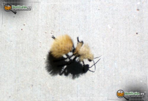 Thumbnail image of the Yellow-Velvet-Ant