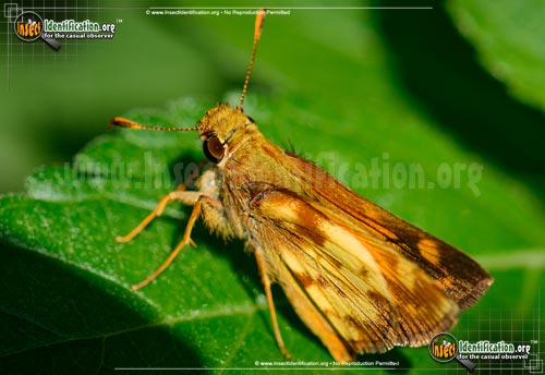 Thumbnail image #11 of the Zabulon-Skipper-Butterfly