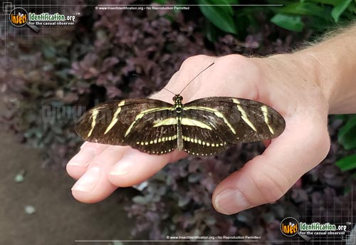 Thumbnail image #3 of the Zebra-Longwing-Butterfly