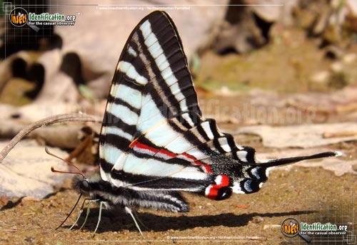 Thumbnail image #2 of the Zebra-Swallowtail-Butterfly