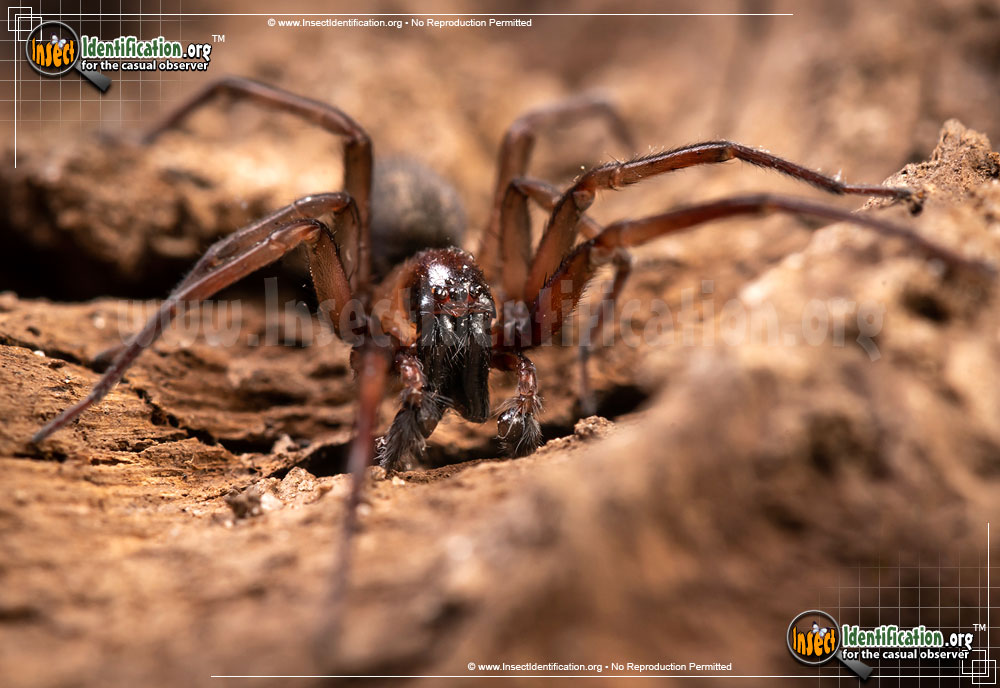 Full-sized image of the Metaltella-Simoni-Spider