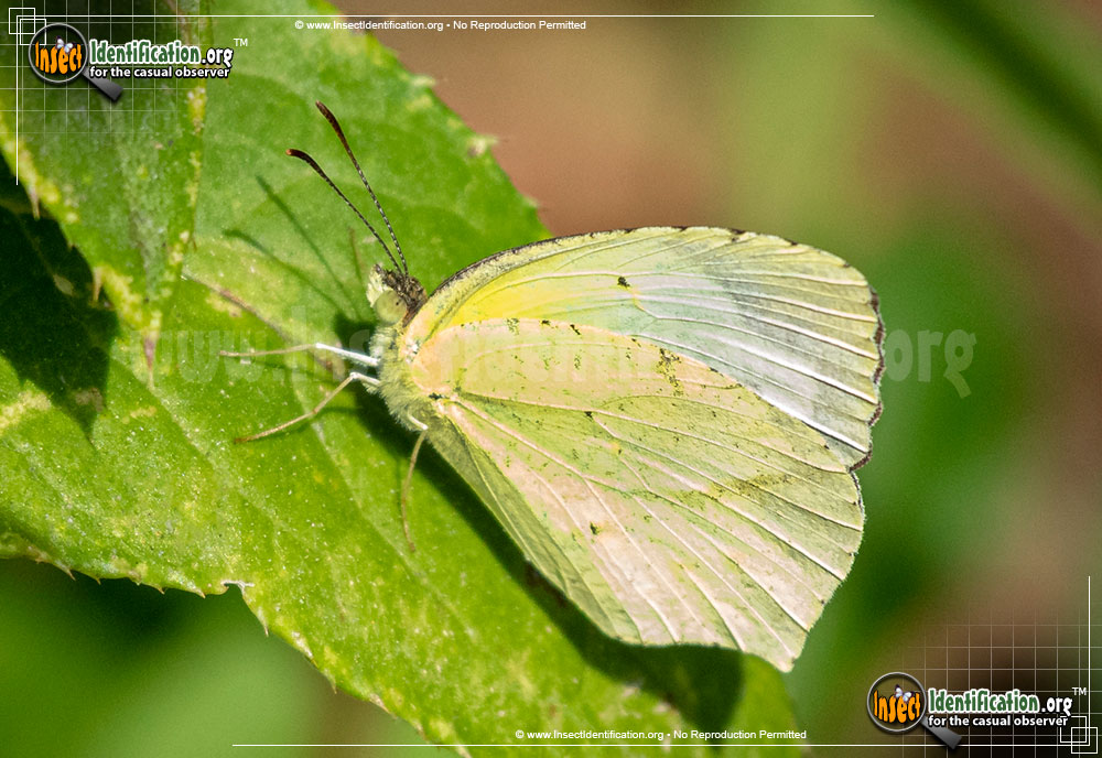 Full-sized image of the Mexican-Yellow-Butterfly