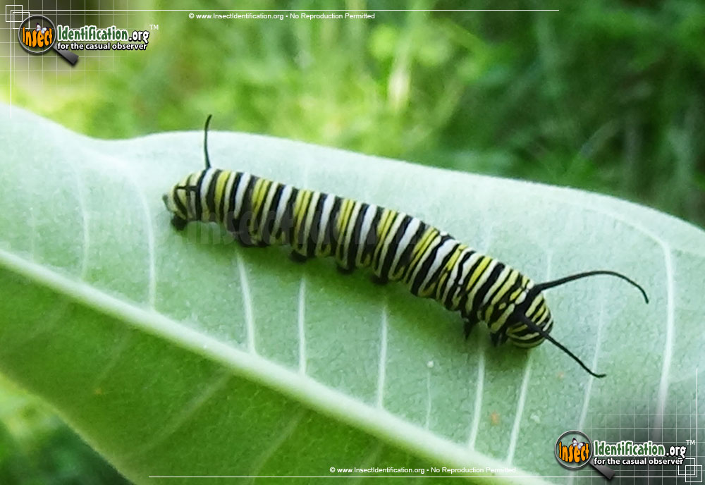 Full-sized image #13 of the Monarch-Butterfly