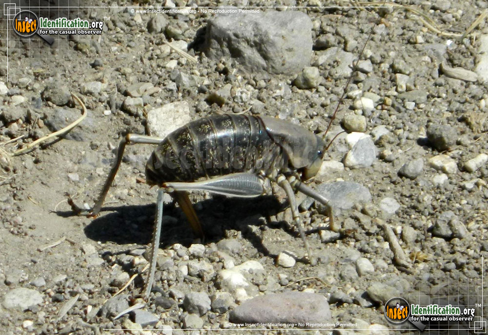 Full-sized image #2 of the Mormon-Cricket