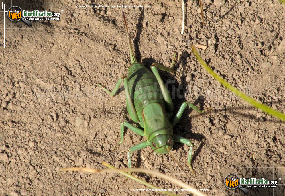 Full-sized image #6 of the Mormon-Cricket