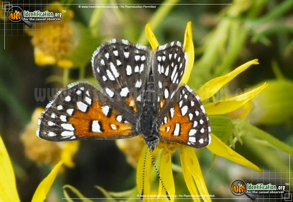 Full-sized image #4 of the Mormon-Metalmark-Butterfly