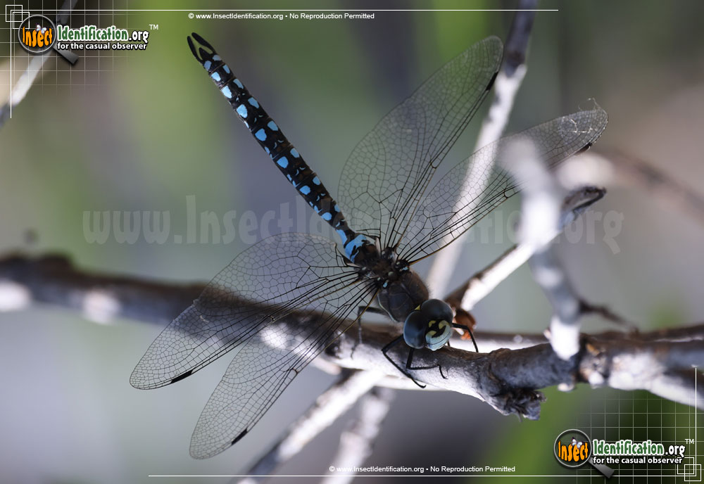 Full-sized image of the Mosaic-Darner-Dragonfly