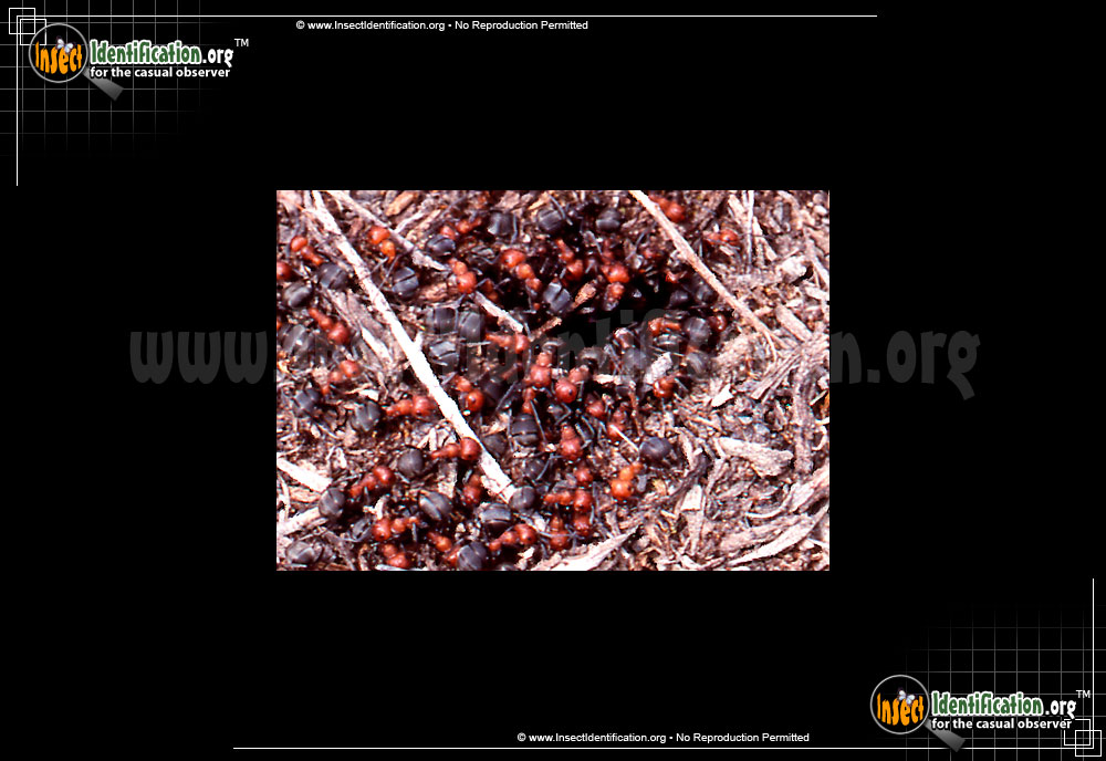 Full-sized image of the Mound-Ant