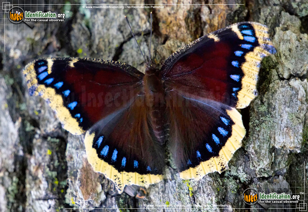 Full-sized image of the Mourning-Cloak-Butterfly