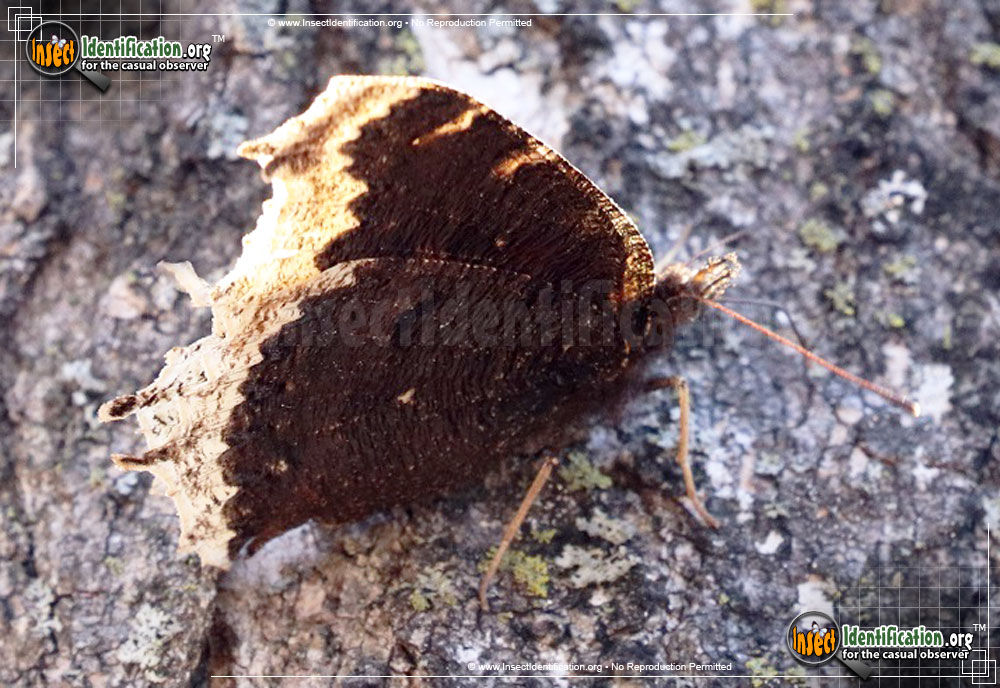 Full-sized image #8 of the Mourning-Cloak-Butterfly