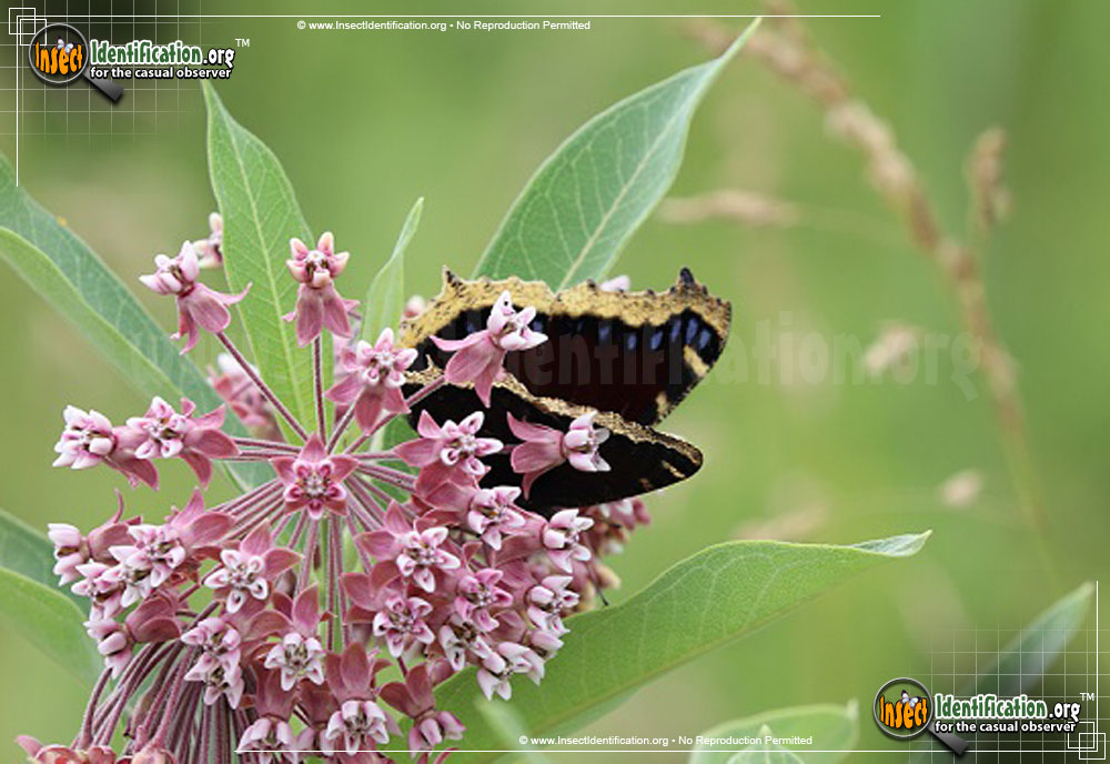Full-sized image #9 of the Mourning-Cloak-Butterfly